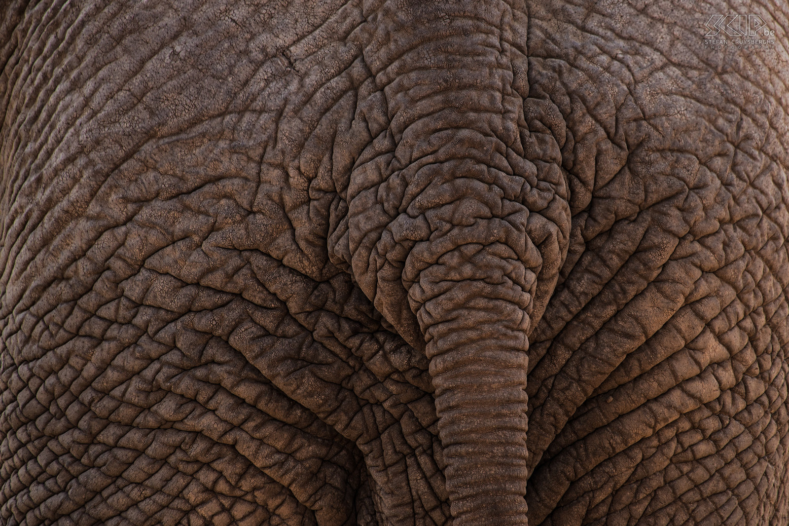 Samburu - Elephant skin Close-up of the elepant skin and tail. Stefan Cruysberghs